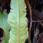 Asplenium scolopendrium Mbuma