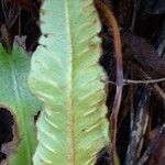 Asplenium scolopendrium Фрукт