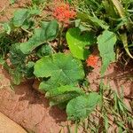 Jatropha podagrica Blad