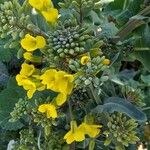 Brassica napus Blüte