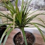 Dracaena reflexaBlad