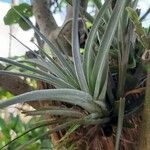 Tillandsia pohliana 葉