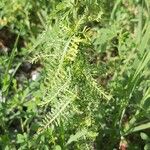 Achillea ligustica Blatt