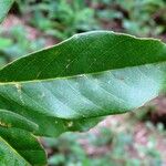 Quercus acuta Φύλλο