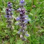 Ajuga reptansFlower