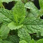 Mentha spicata Blad