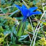 Gentiana vernaFlower