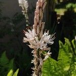 Asphodelus albus 花