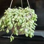 Cotyledon pendens Hoja