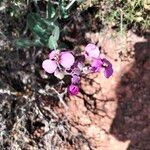 Moricandia moricandioides Flor