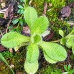 Cerastium glomeratum Leaf