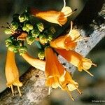 Oxera coriacea Fruto