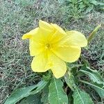 Oenothera strictaFlower