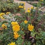 Mid North Sout Australian old cottage garden a heritage Chrysanthemum?Blomma