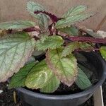 Strobilanthes alternata Leht