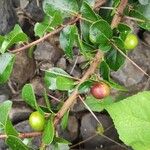 Flacourtia indica Fruit