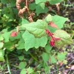 Triumfetta rhomboidea Leaf