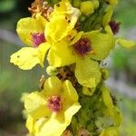 Verbascum nigrum Floare