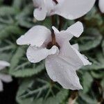 Cyclamen spp.Flower