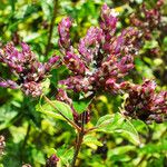 Origanum vulgare Flower