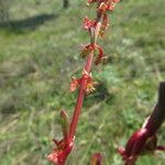Rumex bucephalophorus Flower