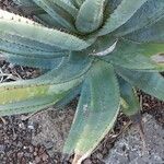 Aloe ferox Folha