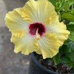 Hibiscus ovalifolius Квітка