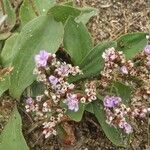 Limonium auriculiursifolium Други