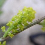 Polystachya golungensis Flor