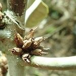 Pycnandra fastuosa Fruto