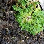 Alchemilla australis पत्ता