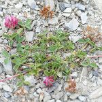 Trifolium thalii অভ্যাস