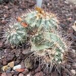 Copiapoa montana Leaf