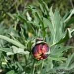 Paeonia californica Агульны выгляд