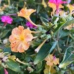 Mirabilis jalapaFlower