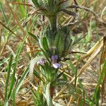 Hygrophila auriculata Deilen