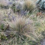 Festuca asplundii 形态