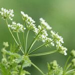 Conium maculatum Flower