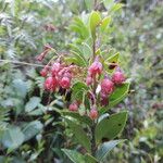 Vaccinium stanleyi Flor