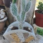 Opuntia orbiculata برگ