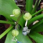 Scilla siberica Fruit