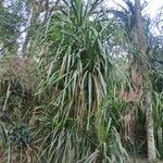 Pandanus urophyllus Leaf