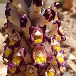 Cistanche violacea Flower