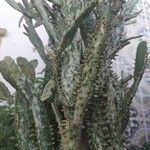 Opuntia monacantha 葉