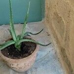 Aloe veraLehti