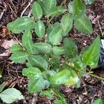 Desmodium paniculatum Leaf