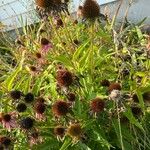 Echinacea angustifolia Blomst