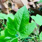 Passiflora adenopoda Fulla