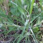 Tragopogon pterodes