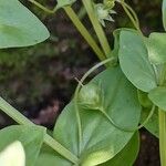 Lysimachia arvensis Fruchs